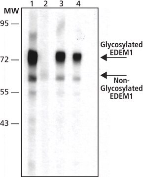 Anti-EDEM1 antibody produced in rabbit affinity isolated antibody, buffered aqueous solution