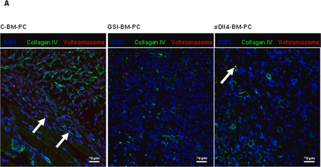 Anti-Collagen Type IV Antibody Chemicon&#174;, from goat