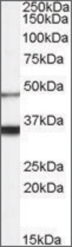 Anti-HCRTR1 antibody produced in goat affinity isolated antibody, buffered aqueous solution