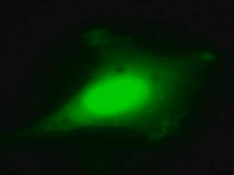 LentiBrite GFP Control Lentiviral Biosensor