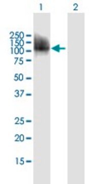 Anti-CPEB3 antibody produced in mouse purified immunoglobulin, buffered aqueous solution