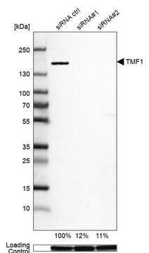 Anti-TMF1 antibody produced in rabbit Prestige Antibodies&#174; Powered by Atlas Antibodies, affinity isolated antibody, buffered aqueous glycerol solution