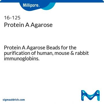 プロテインAアガロース Protein A Agarose Beads for the purification of human, mouse &amp; rabbit immunoglobins.