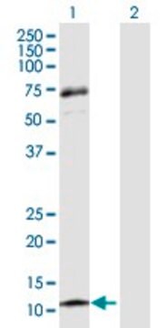 Anti-CCL13 antibody produced in rabbit purified immunoglobulin, buffered aqueous solution