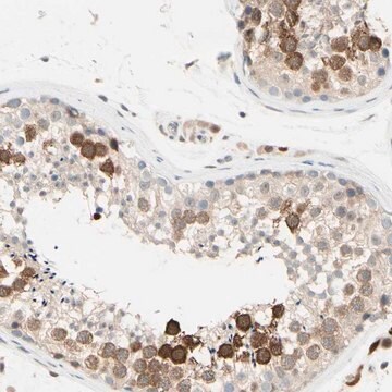 Anti-PTTG1 antibody produced in rabbit Prestige Antibodies&#174; Powered by Atlas Antibodies, affinity isolated antibody, buffered aqueous glycerol solution