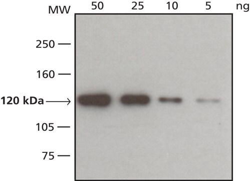 Anti-VSV-G&#8722;Peroxidase antibody, Mouse monoclonal 1.0-1.5&#160;mg/mL, clone P5D4, purified from hybridoma cell culture