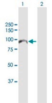 Anti-MCM10 antibody produced in rabbit purified immunoglobulin, buffered aqueous solution