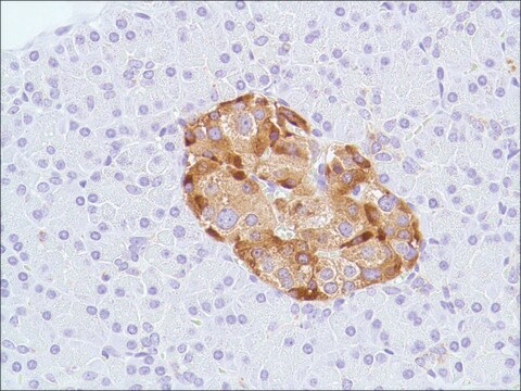 Anti-Chromogranin A antibody, Rabbit monoclonal clone SP12, recombinant, expressed in proprietary host, tissue culture supernatant