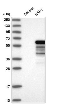 Anti-NAB1 antibody produced in rabbit Prestige Antibodies&#174; Powered by Atlas Antibodies, affinity isolated antibody, buffered aqueous glycerol solution