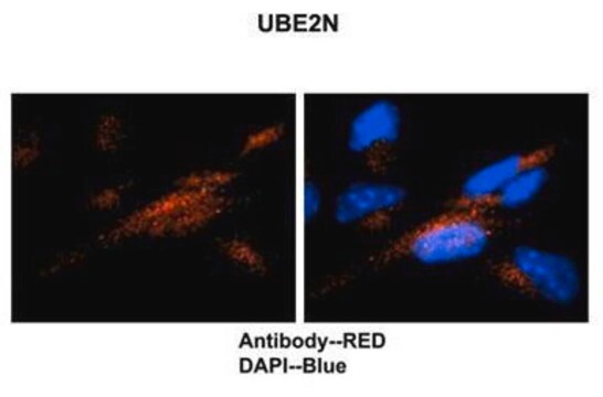 Anti-UBE2N (AB2) antibody produced in rabbit IgG fraction of antiserum