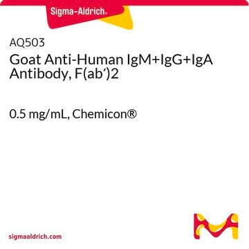 Goat Anti-Human IgM+IgG+IgA Antibody, F(ab&#8242;)2 0.5&#160;mg/mL, Chemicon&#174;