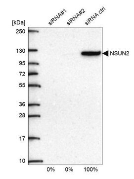 Anti-NSUN2 antibody produced in rabbit Prestige Antibodies&#174; Powered by Atlas Antibodies, affinity isolated antibody, buffered aqueous glycerol solution