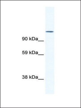 Anti-NFATC2 antibody produced in rabbit IgG fraction of antiserum