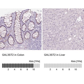 Anti-GAL3ST2 antibody produced in rabbit Prestige Antibodies&#174; Powered by Atlas Antibodies, affinity isolated antibody, buffered aqueous glycerol solution