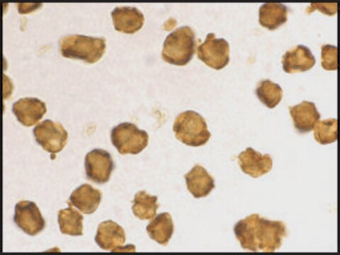 Anti-SARM antibody produced in rabbit IgG fraction of antiserum, buffered aqueous solution