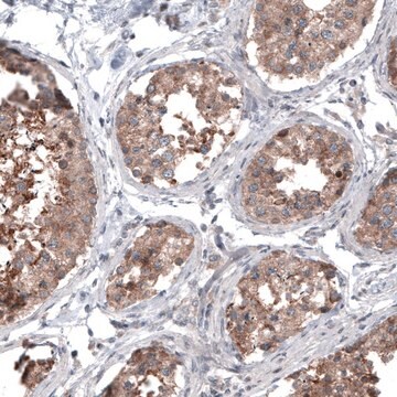 Monoclonal Anti-BRAF antibody produced in mouse Prestige Antibodies&#174; Powered by Atlas Antibodies, clone CL4003, purified immunoglobulin