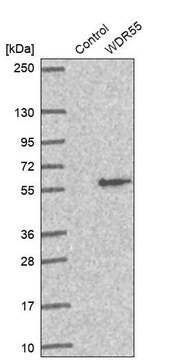 Anti-WDR55 antibody produced in rabbit Prestige Antibodies&#174; Powered by Atlas Antibodies, affinity isolated antibody, buffered aqueous glycerol solution