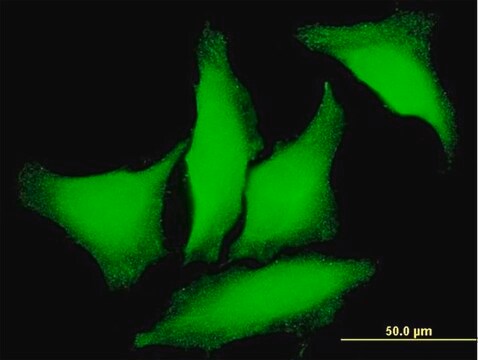 Monoclonal Anti-PKD2 antibody produced in mouse clone 4C8, purified immunoglobulin, buffered aqueous solution