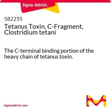 Tetanus Toxin, C-Fragment, Clostridium tetani The C-terminal binding portion of the heavy chain of tetanus toxin.