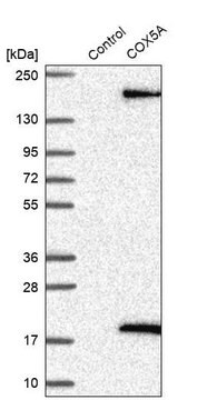 Anti-COX5A antibody produced in rabbit Prestige Antibodies&#174; Powered by Atlas Antibodies, affinity isolated antibody, buffered aqueous glycerol solution