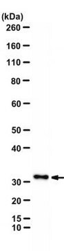 Anti-LINE1 ORF2 Antibody, clone 1G4E11