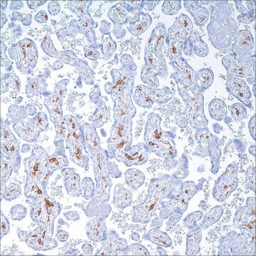 CD163 (MRQ-26) Mouse Monoclonal Antibody clone MRQ-26, unconjugated, Cell Marque&#8482;