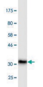 Monoclonal Anti-ADAM2 antibody produced in mouse clone 1B8, purified immunoglobulin, buffered aqueous solution