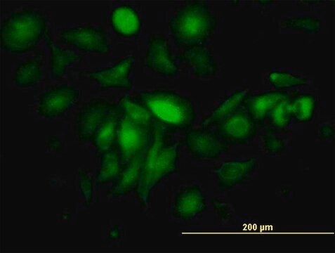 Monoclonal Anti-FTL antibody produced in mouse clone X1, purified immunoglobulin, buffered aqueous solution