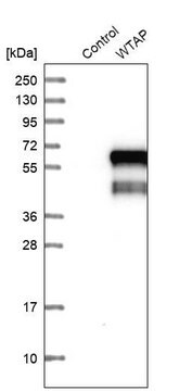 Anti-WTAP antibody produced in rabbit Prestige Antibodies&#174; Powered by Atlas Antibodies, affinity isolated antibody, buffered aqueous glycerol solution