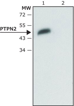 Anti-PTPN2 antibody produced in rabbit ~1.5&#160;mg/mL, affinity isolated antibody