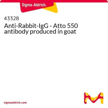 Anti-Rabbit-IgG - Atto 550 antibody produced in goat