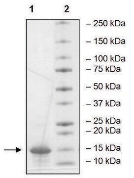 ATAD2B (953-1080) human recombinant, expressed in E. coli, &#8805;90% (SDS-PAGE)