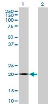 Anti-LITAF antibody produced in rabbit purified immunoglobulin, buffered aqueous solution