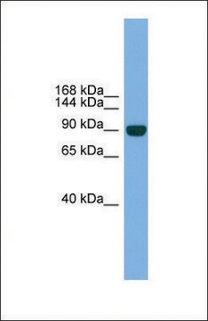 Anti-NPAS2 antibody produced in rabbit affinity isolated antibody