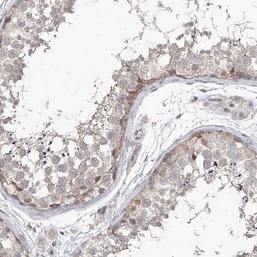 抗PHF20L1抗体 ウサギ宿主抗体 Prestige Antibodies&#174; Powered by Atlas Antibodies, affinity isolated antibody, buffered aqueous glycerol solution, ab2