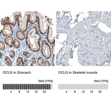 Monoclonal Anti-OCLN antibody produced in mouse Prestige Antibodies&#174; Powered by Atlas Antibodies, clone CL1555, purified immunoglobulin, buffered aqueous glycerol solution