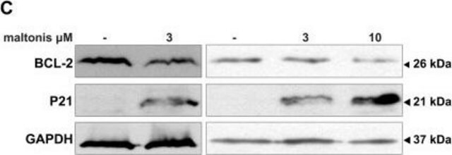 Anti-Bcl2 Antibody, clone 100 clone 100, Upstate&#174;, from mouse