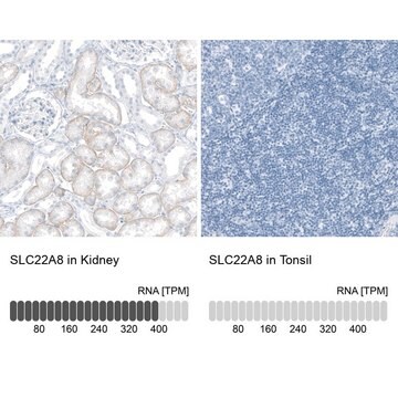 Anti-SLC22A8 antibody produced in rabbit Prestige Antibodies&#174; Powered by Atlas Antibodies, affinity isolated antibody, buffered aqueous glycerol solution