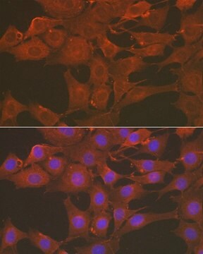 Anti- Caspase-3 antibody produced in rabbit