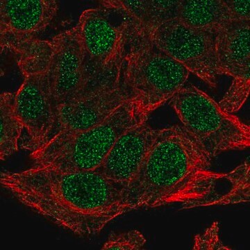 Anti-NSMCE4A antibody produced in rabbit Prestige Antibodies&#174; Powered by Atlas Antibodies, affinity isolated antibody