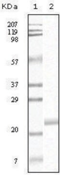 Monoclonal Anti-EPHB4 antibody produced in mouse clone 5B8F7, ascites fluid