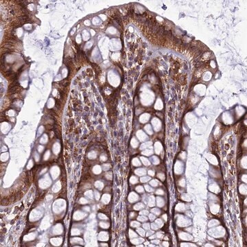 Anti-LNPEP antibody produced in rabbit Prestige Antibodies&#174; Powered by Atlas Antibodies, affinity isolated antibody, buffered aqueous glycerol solution