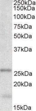 Anti-TPPP antibody produced in goat affinity isolated antibody, buffered aqueous solution