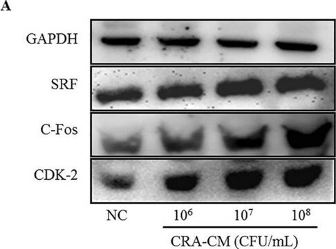 Anti-c-Fos Antibody Chemicon&#174;, from sheep