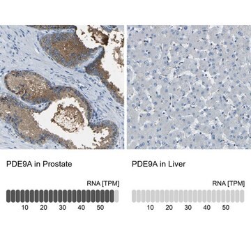 Anti-PDE9A antibody produced in rabbit Prestige Antibodies&#174; Powered by Atlas Antibodies, affinity isolated antibody, buffered aqueous glycerol solution