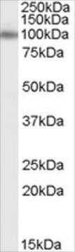 Anti-APBA1/MINT1 antibody produced in goat affinity isolated antibody, buffered aqueous solution