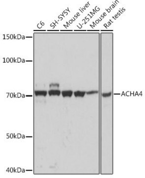 Anti-ACHA4 antibody produced in rabbit