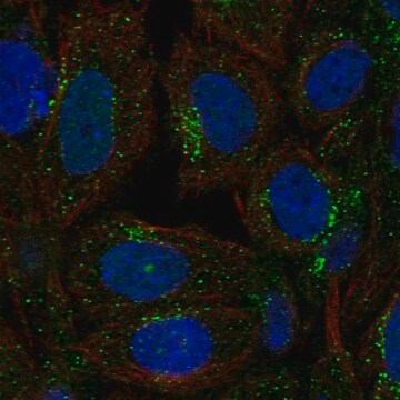 Anti-Sec23A Antibody Produced In Rabbit Prestige Antibodies&#174; Powered by Atlas Antibodies, affinity isolated antibody, buffered aqueous glycerol solution