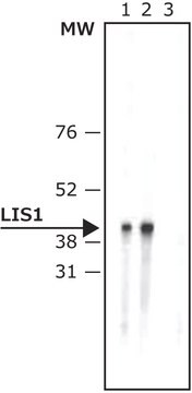 Anti-LIS1 antibody, Mouse monoclonal clone LIS1-338, purified from hybridoma cell culture