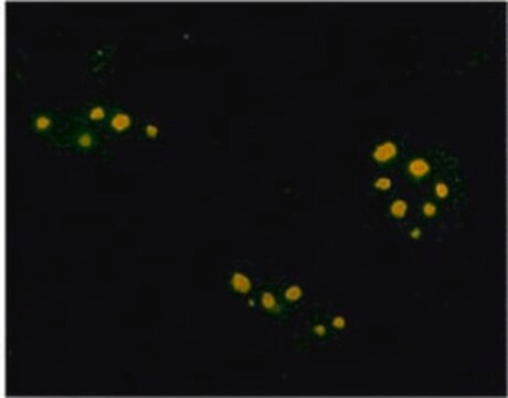 Anti-Farnesyl Rabbit pAb liquid, Calbiochem&#174;